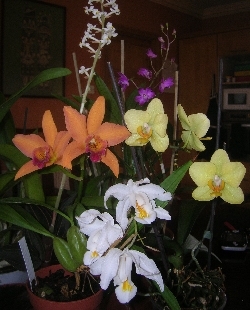 Orchids in Flower Orchids in Flower