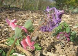 Corydalis solida Corydalis solida