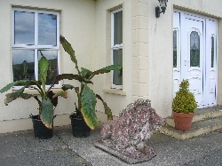 Ensete ventricosum 'Maurelii' Ensete ventricosum 'Maurelii'