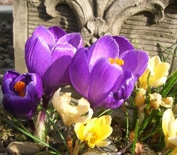 crocus crocus