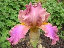 another iris another iris
