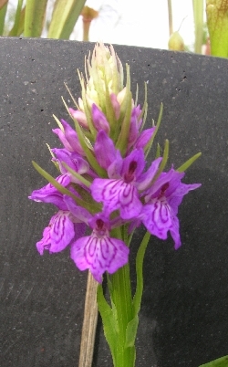Dactylorhiza maculata 'Kilmarnock' Dactylorhiza maculata 'Kilmarnock'