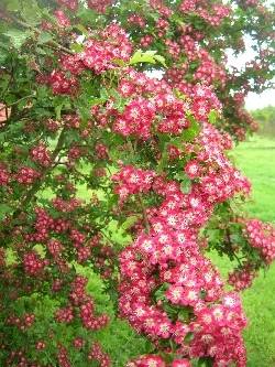 Crataegus 'Crimson Cloud' Crataegus 'Crimson Cloud'