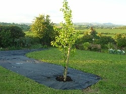 Liquidambar Worplesdon Liquidambar Worplesdon
