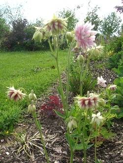 Aquilegia vulgaris 'Nora Barlow' Aquilegia vulgaris 'Nora Barlow'