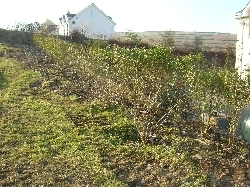 Green Privet Hedge Green Privet Hedge
