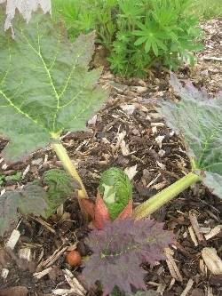 Rheum palmatum tanguticum Rheum palmatum tanguticum