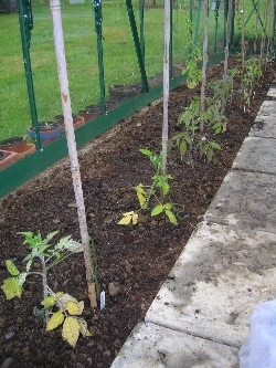 Tomatoes Tomatoes