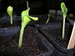 Courgettes Courgettes