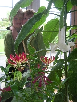 Datura & Glory Lily Datura & Glory Lily