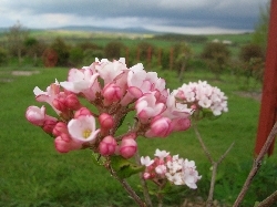 Viburnum 'Anne Russell' Viburnum 'Anne Russell'