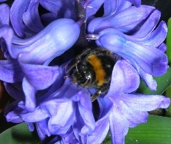 Something Wrong with the Bees? Something Wrong with the Bees?