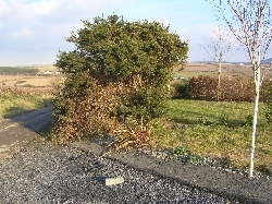 Goodbye to my Hedge Goodbye to my Hedge