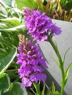 Dactylorhiza maculata 'Kilmarnock' Dactylorhiza maculata 'Kilmarnock'