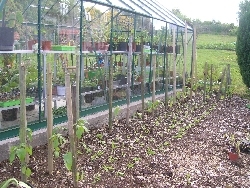 Sunflowers + Sunflowers +