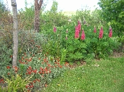 lupins lupins