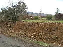 hedge half gone (from road) hedge half gone (from road)