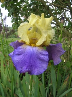 Iris 'Jurassic Park' Iris 'Jurassic Park'