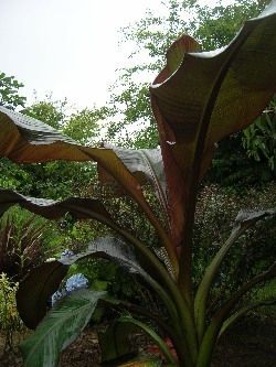 ensete ventricosum 'maurelli' ensete ventricosum 'maurelli'