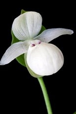 Cypripedium flavum white-flowered Cypripedium flavum white-flowered