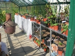 seedlings under shade in glasshouse seedlings under shade in glasshouse