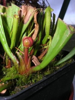 Sarracenia flower bud Sarracenia flower bud
