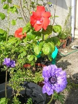rose & anemone rose & anemone