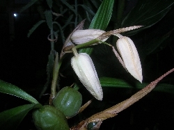 Coelogyne cristata Coelogyne cristata
