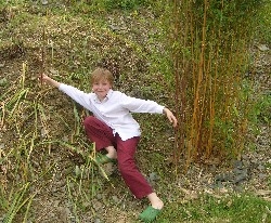 Phyllostachys Aur. Aureocaulis 'Golden Crookstem' Phyllostachys Aur. Aureocaulis 'Golden Crookstem'