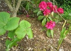 Podophyllum hexandrum & Roscoea 'Jeffrey Thomas' Podophyllum hexandrum & Roscoea 'Jeffrey Thomas'