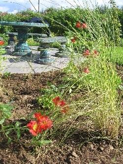 Stipa Capillata & Alstroemeria Oriana Stipa Capillata & Alstroemeria Oriana