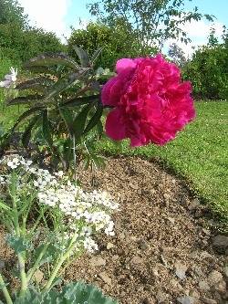 peony & crambe maritima peony & crambe maritima