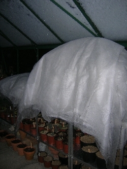 snow falling on the greenhouse snow falling on the greenhouse