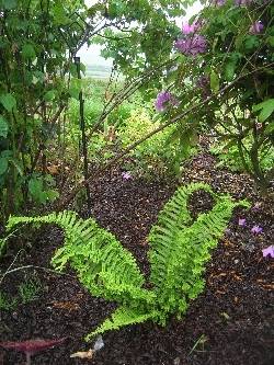 Dryopteris filix-mas 'Cristata Martindale' Dryopteris filix-mas 'Cristata Martindale'