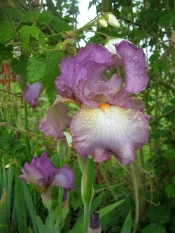 Iris 'Persian Berry' Iris 'Persian Berry'