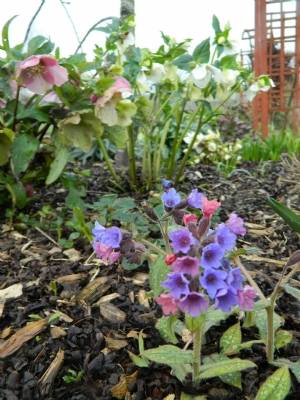 Pulmonaria & Helleborus Pulmonaria & Helleborus