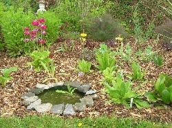 Pond Pond