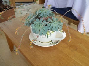 My echeveria runneth over My echeveria runneth over