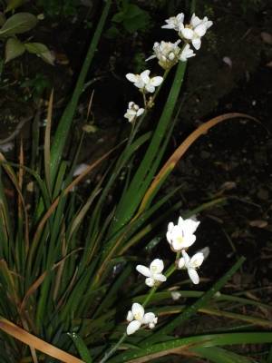 Libertia Grandiflora Libertia Grandiflora