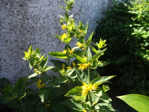 Lysimachia Lysimachia