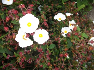 Rock Rose Rock Rose