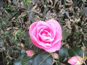 Camellia Camellia