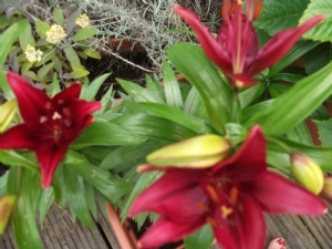 Asiatic Lily Asiatic Lily