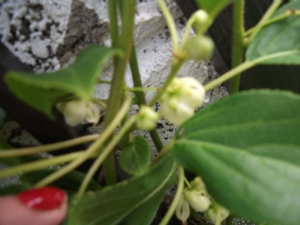Kiwi Flowers Kiwi Flowers