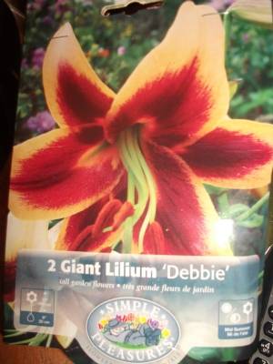 Giant Lilium Debbie Giant Lilium Debbie