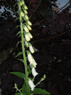 White Foxglove against the smokebush White Foxglove against the smokebush
