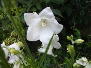 White Campanula White Campanula