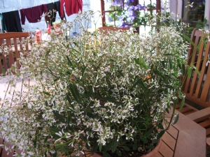 Euphorbia Euphorbia