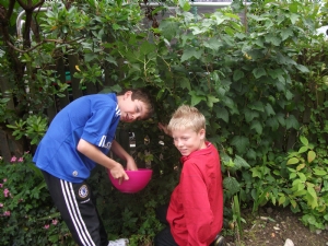 Blackcurrant picking Blackcurrant picking