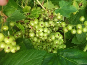 Currant bushes Currant bushes
